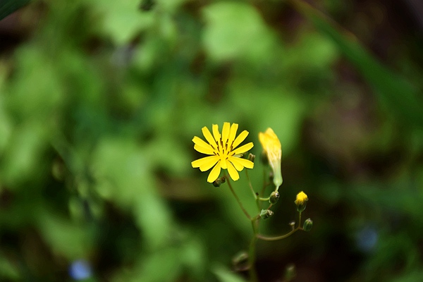 IIGF觀點|范欣宇、龐心睿：溫室氣體減排交易中心發展經驗——區域及創新篇 
